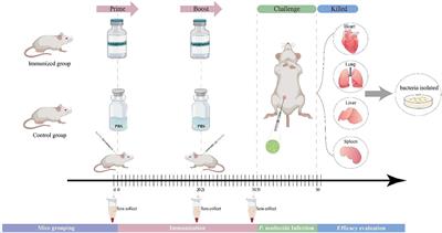 Immunogenicity and efficacy of serogroup A and D bacterins against Pasteurella multocida in mice